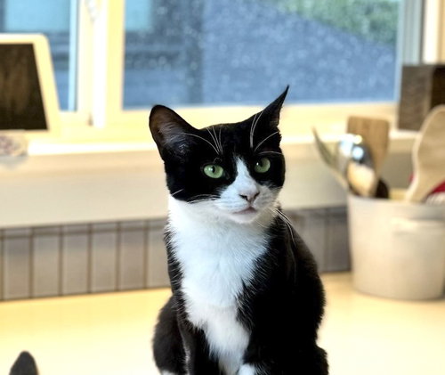 Francesca (bonded with Giovanni), an adoptable Domestic Short Hair in Oakland, CA