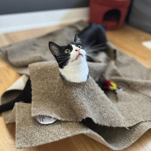 Francesca (bonded with Giovanni), Young Domestic Short Hair / Mixed (short coat), cat for adoption in Danville, California