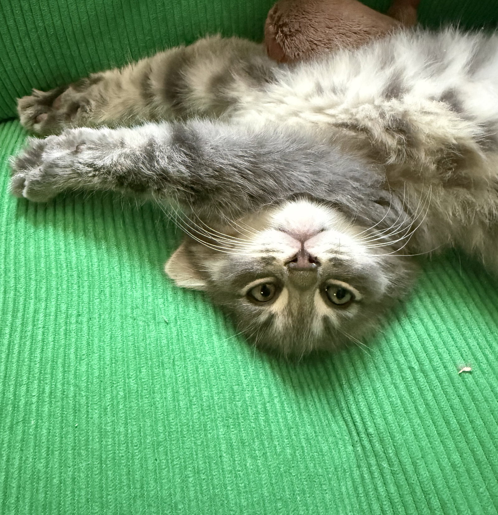 Lorenzo