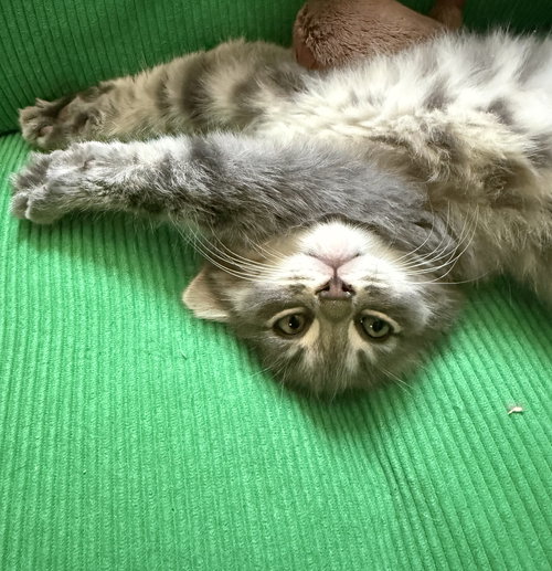 Lorenzo (bonded with Marshall), an adoptable Domestic Medium Hair in Oakland, CA