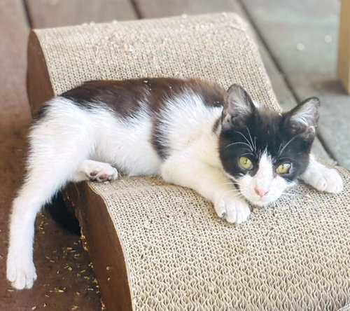 Marshall (bonded with Lorenzo), an adoptable Domestic Short Hair in Oakland, CA