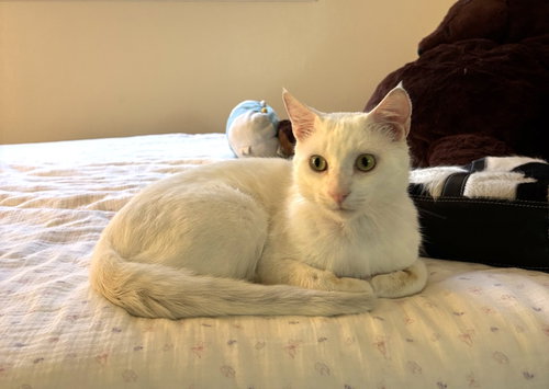 Yuki