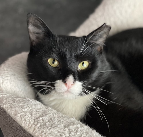 Jeeves, an adoptable Domestic Short Hair in Oakland, CA