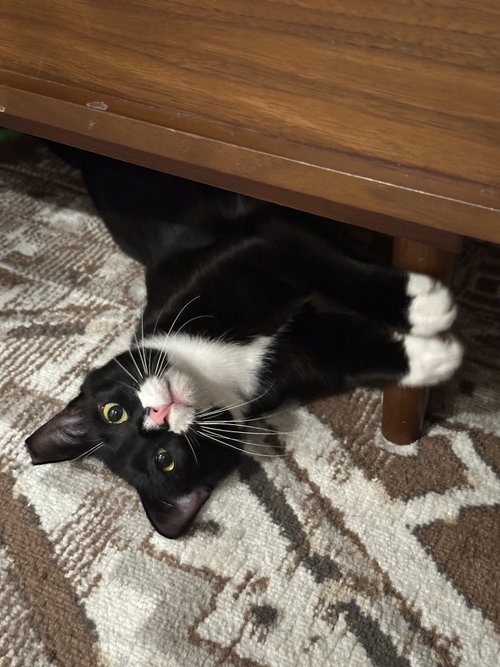 Jeeves, Young Domestic Short Hair (short coat), cat for adoption in San Bruno, California