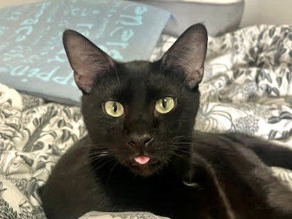 Apollo, an adoptable Domestic Short Hair in Oakland, CA