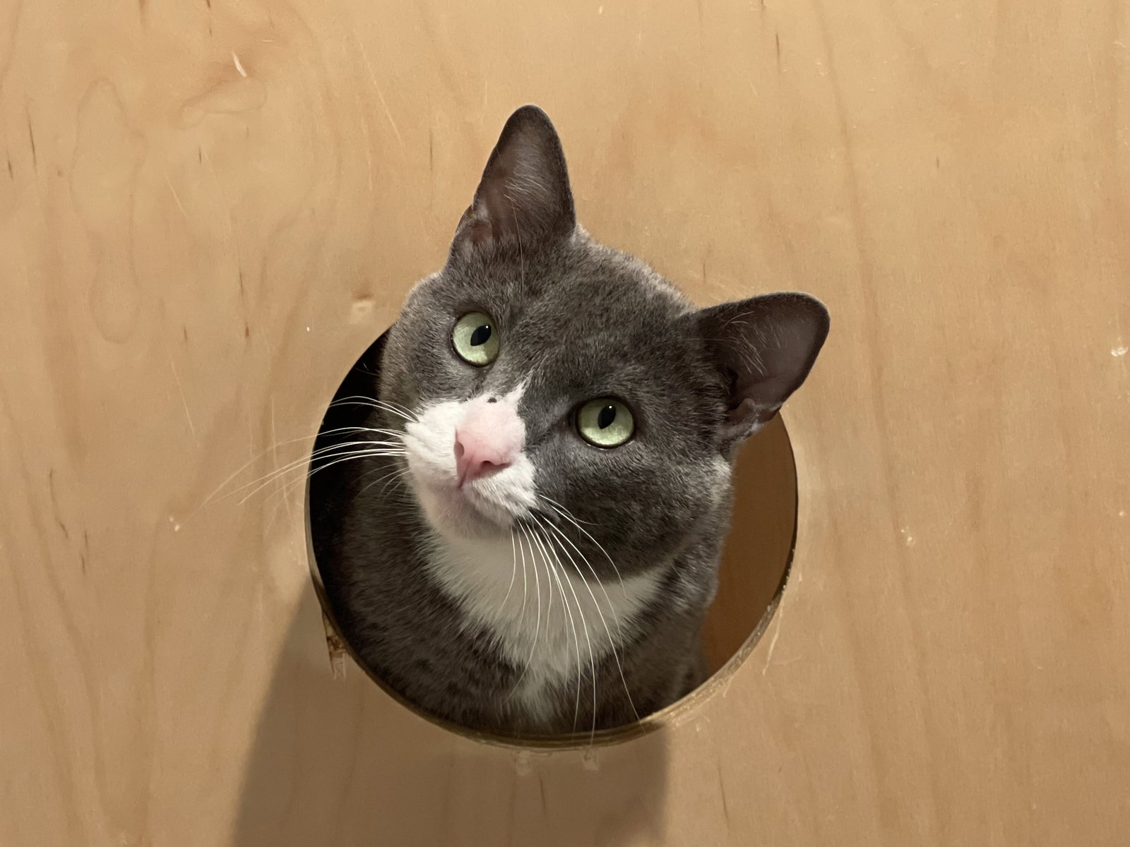 Jonas