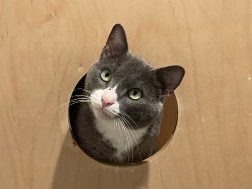 Jonas (Bonded with Austin), an adoptable Domestic Short Hair in Oakland, CA