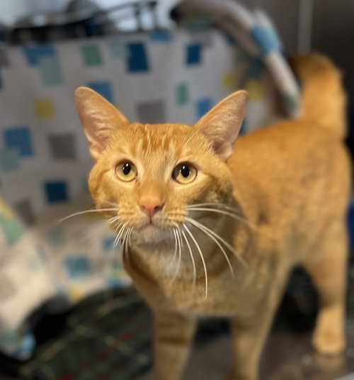 Mr. Fox, an adoptable Domestic Short Hair in Oakland, CA