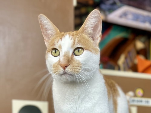 Sandie, an adoptable Domestic Short Hair in Oakland, CA