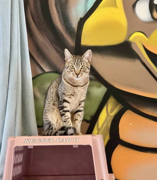 Pavarotti, an adoptable Domestic Short Hair in Oakland, CA