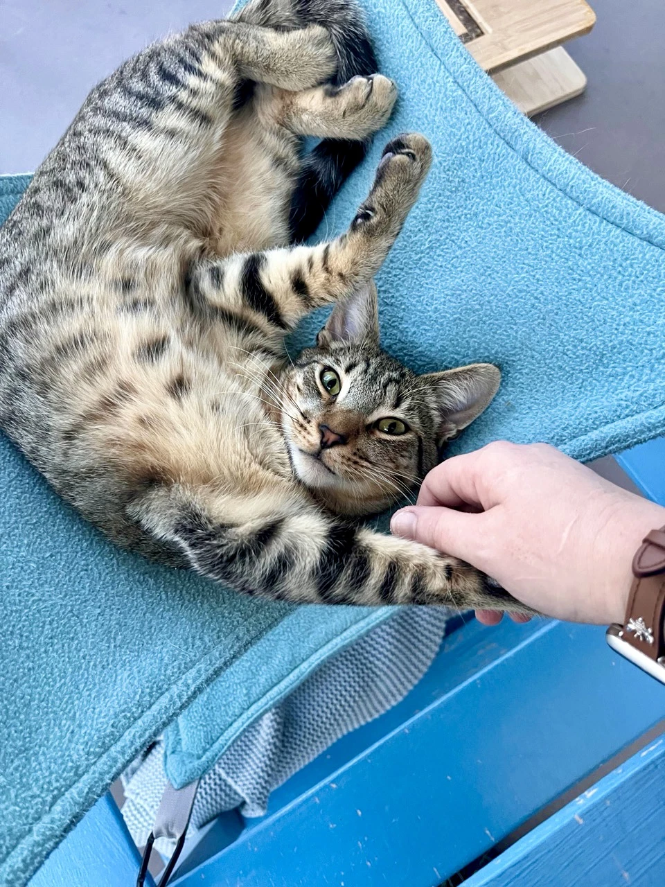 Pavarotti