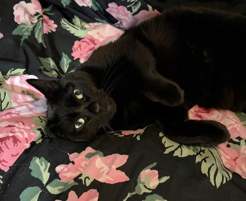 Luna, an adoptable Domestic Short Hair in Oakland, CA