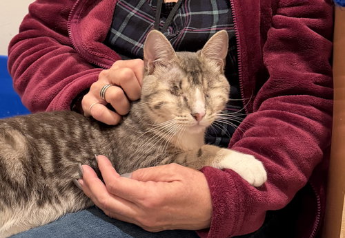 Wonder, an adoptable Domestic Short Hair in Oakland, CA