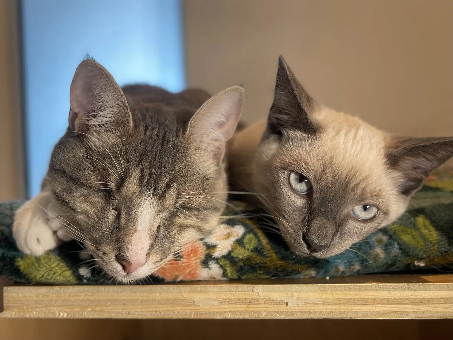 Wonder Bonded With Tahoe - Domestic Short Hair