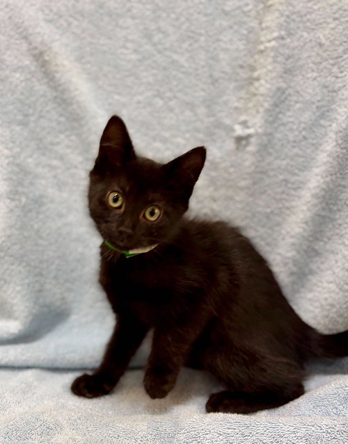 Nudge (Bonded with Fudge), an adoptable Domestic Short Hair in Oakland, CA