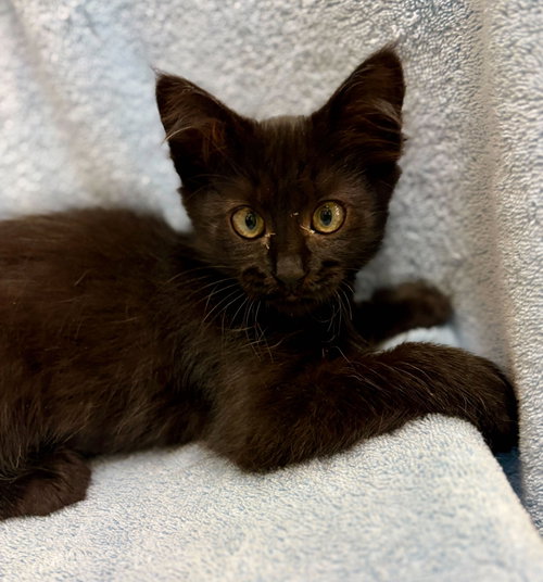 Fudge (Bonded with Nudge), an adoptable Domestic Medium Hair in Oakland, CA