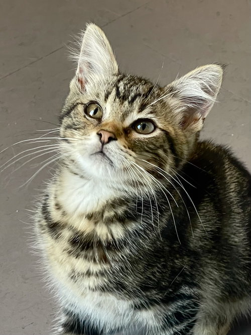 Pepperoni (bonded with Margherita)