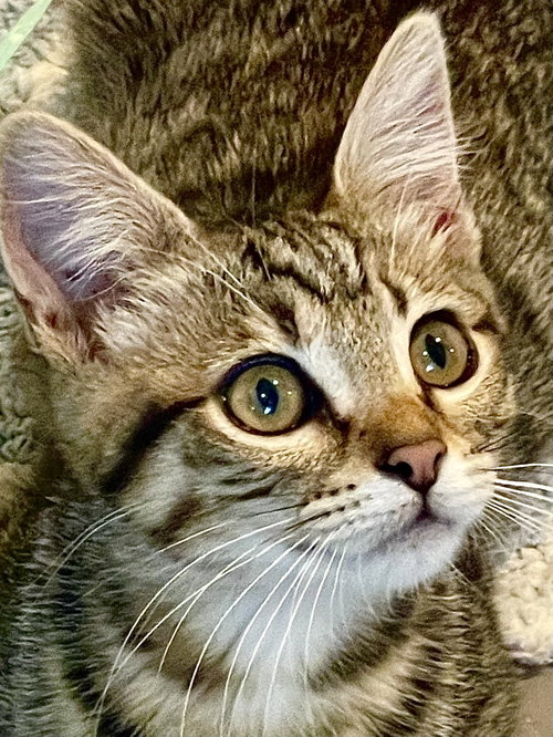 Margherita (bonded with Pepperoni)