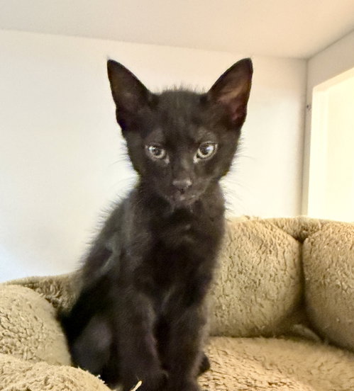 Gobi (bonded with Kodiak)