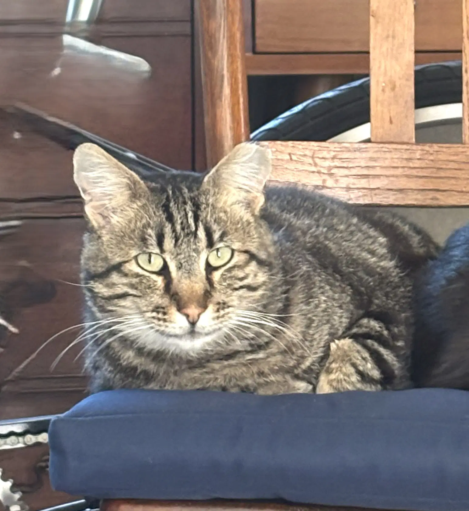 Irving - Domestic Short Hair
