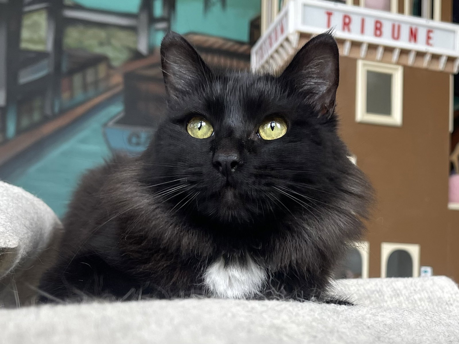 Pommi