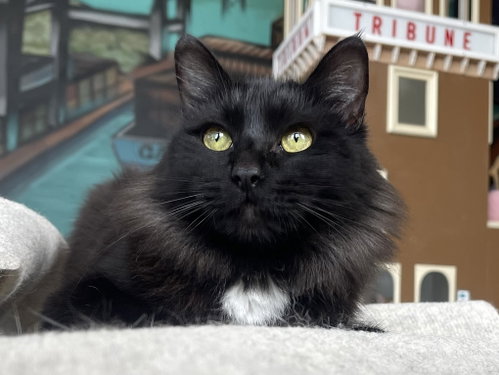 Pommi