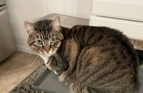 Millie, Adult Domestic Short Hair (short coat), cat for adoption in Petaluma, California