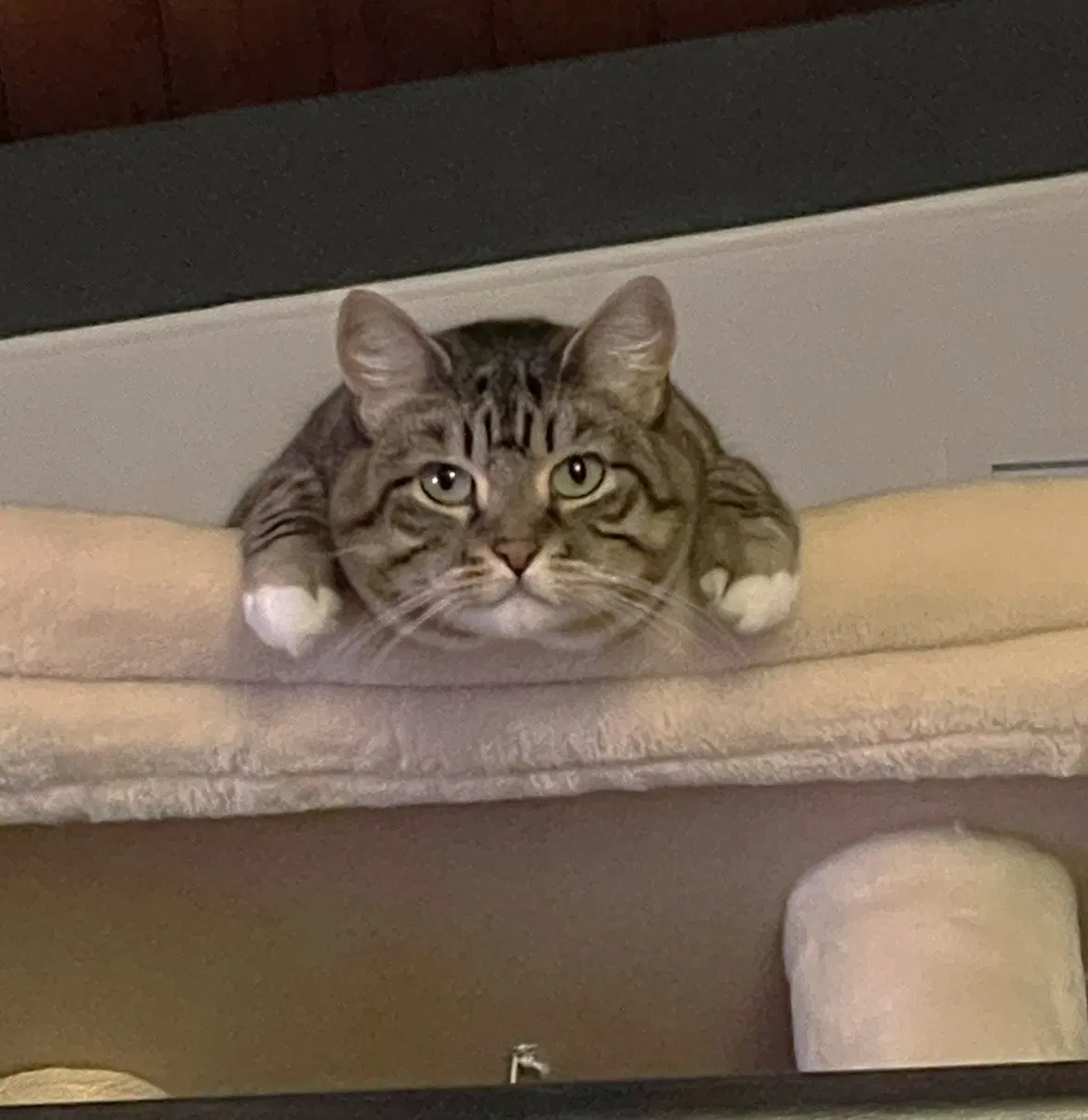 Millie image 4