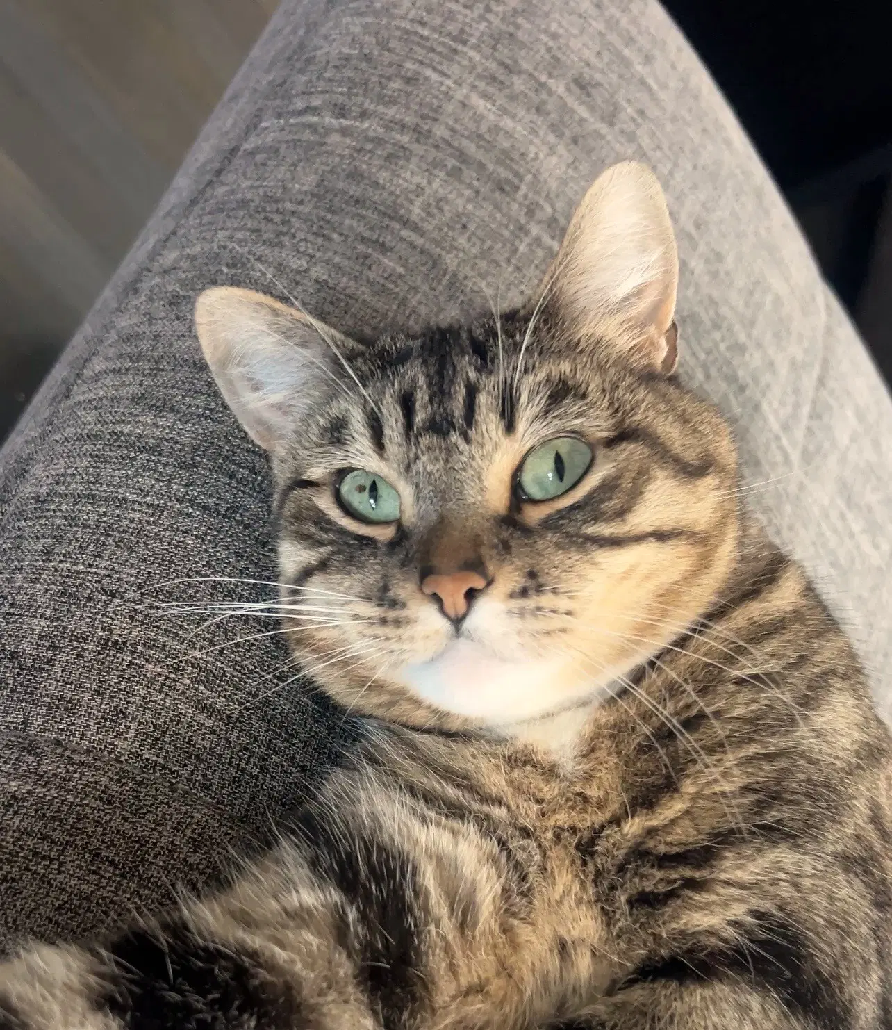 Millie - Domestic Short Hair