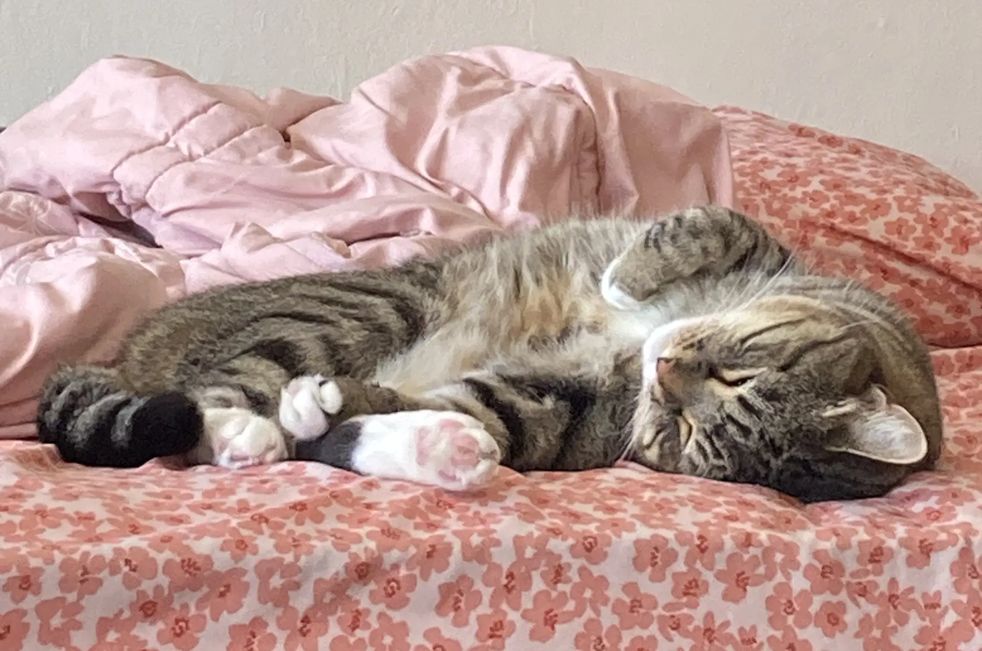 Millie image 2