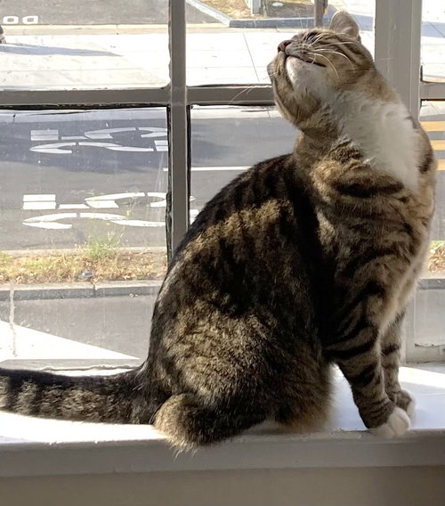Photo 5 of Millie