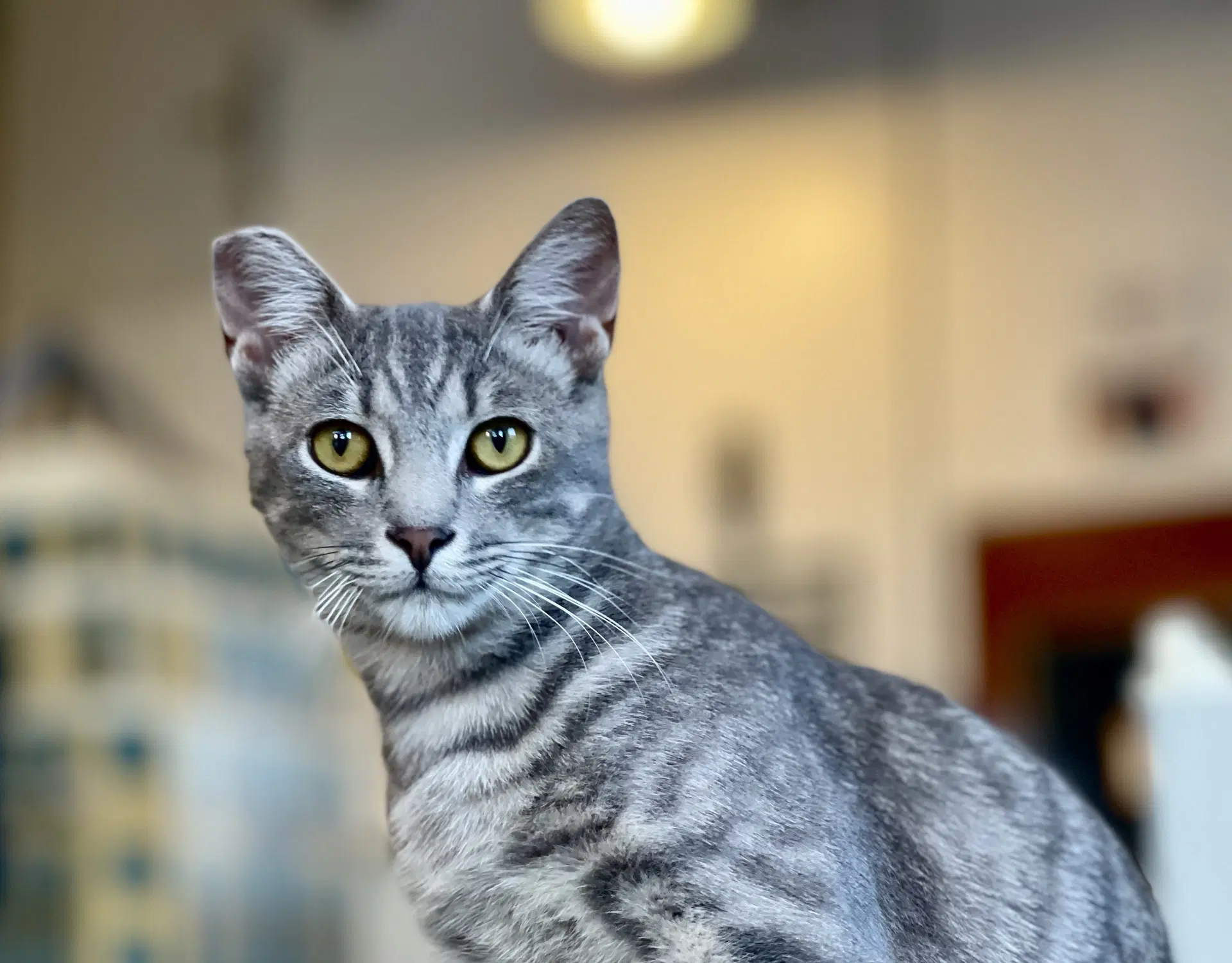 Zane - Domestic Short Hair