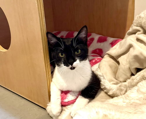Crumpet (bonded with Mustard)