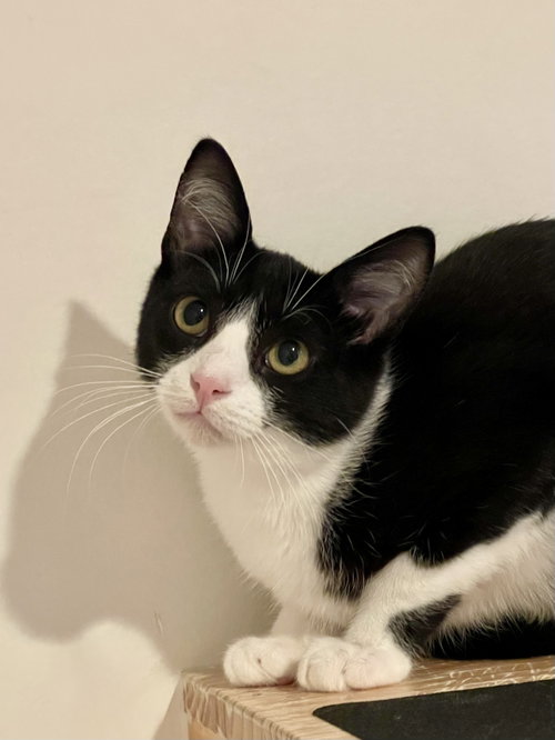 Mustard (bonded with Crumpet)