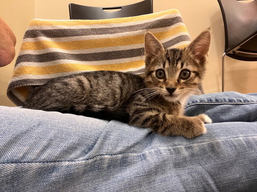 Atlas (bonded with Orion)
