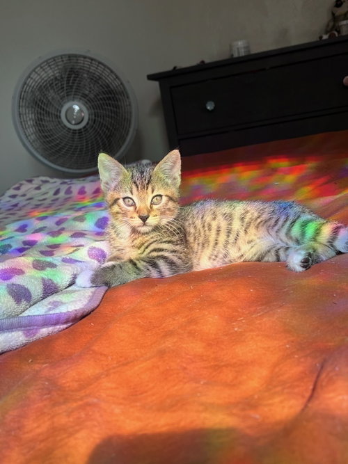 Orion (bonded with Atlas)