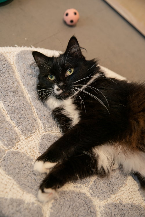 Cordelia (bonded with Denver)