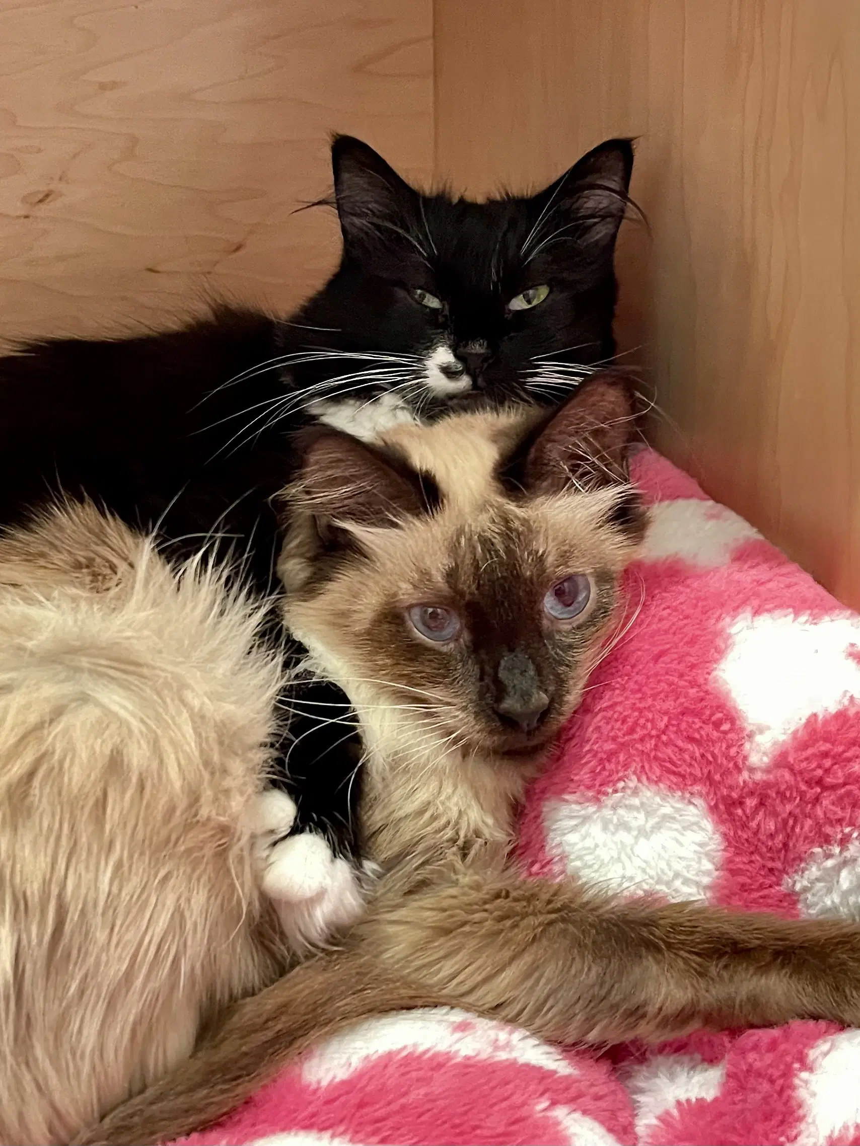 Cordelia Bonded With Denver image 3