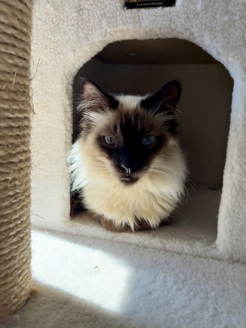 Denver (bonded with Cordelia)