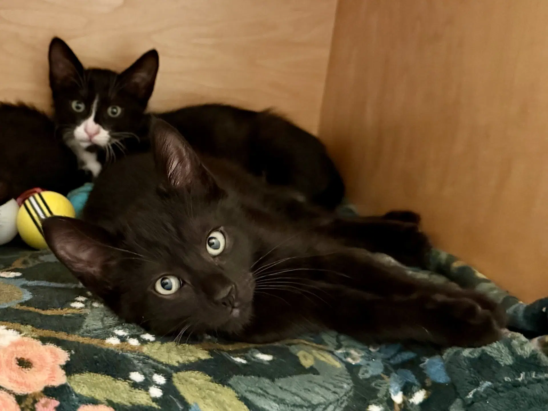 Newton Bonded With Joules - Domestic Short Hair