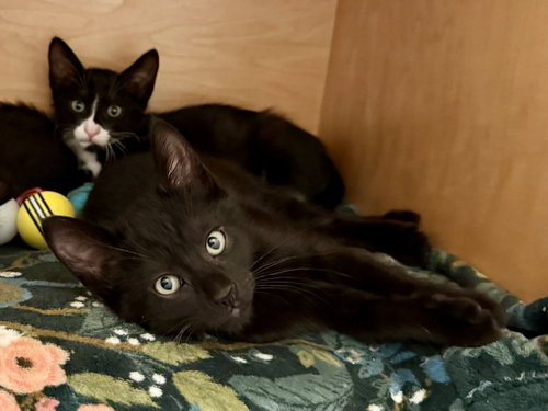 Newton (bonded with Joules)