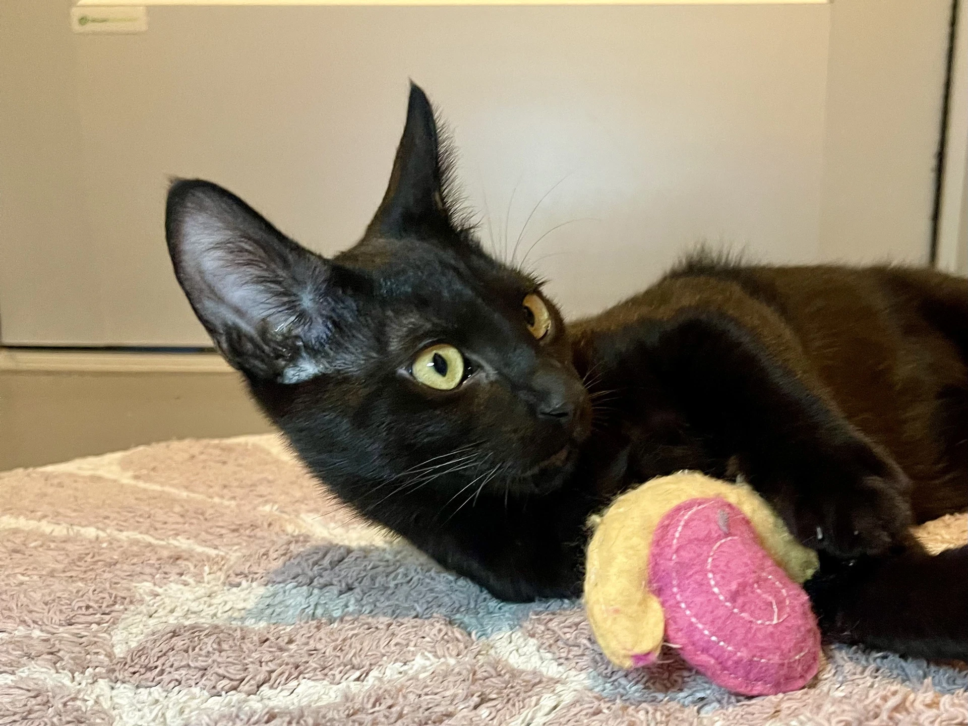 Newton Bonded With Joules