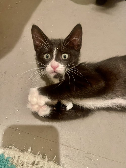 Joules (bonded with Newton)