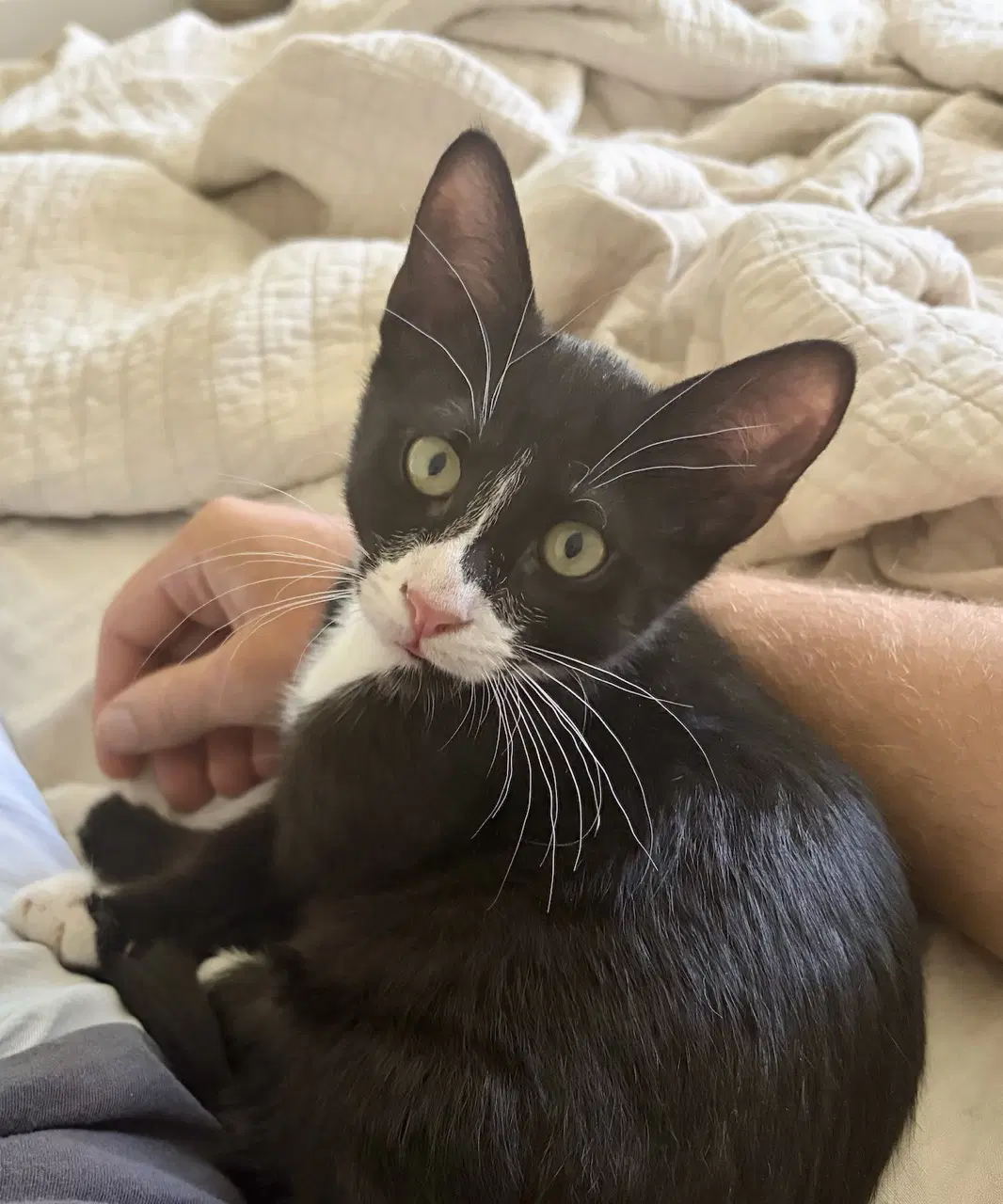 Joules Bonded With Newton - Domestic Short Hair