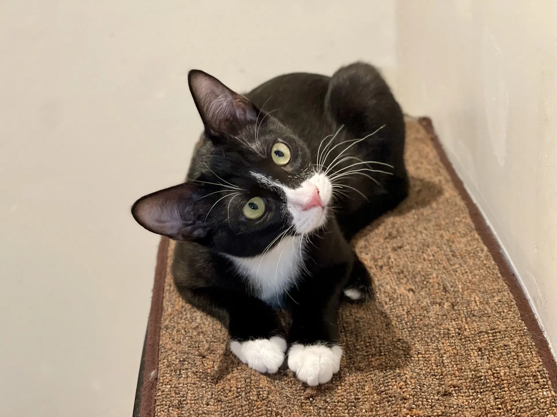 Joules Bonded With Newton - Domestic Short Hair