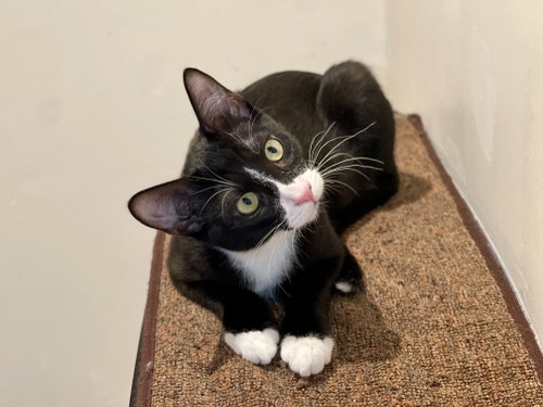 Joules (bonded with Newton), a cat for adoption from Cat Town