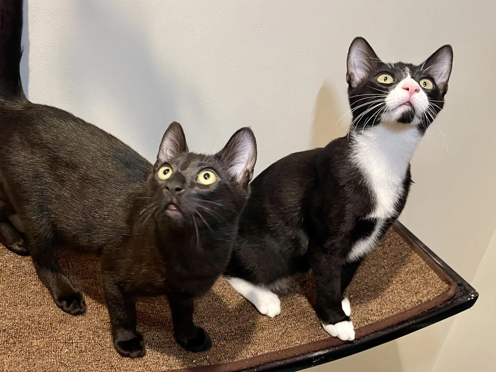 Joules Bonded With Newton image 2