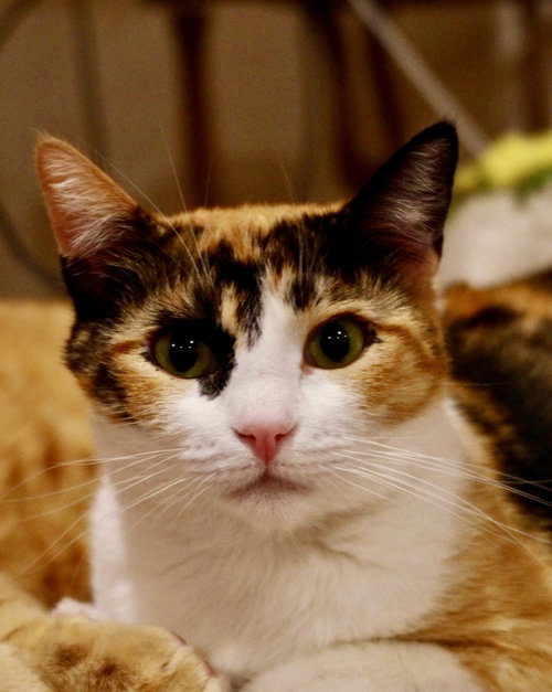 Birdie (bonded with Georgie)