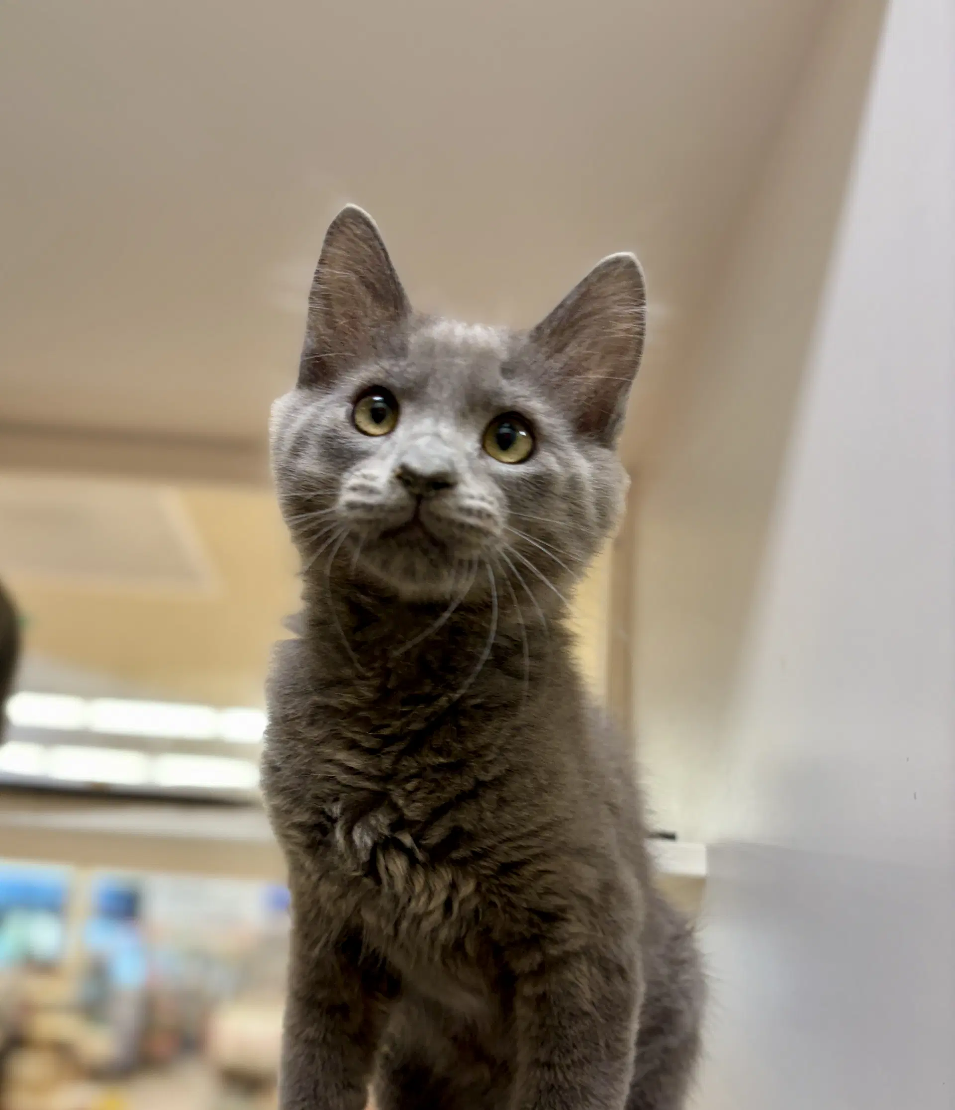 Smoke Bonded With Ash - Domestic Medium Hair
