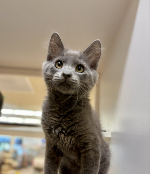 Smoke (bonded with Ash)